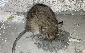 害獣(ネズミ)の写真