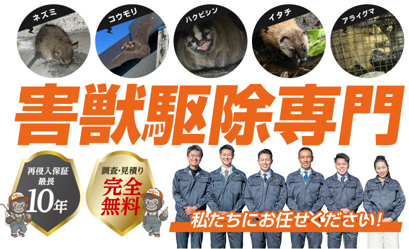 害獣駆除専門。ネズミ・コウモリ・ハクビシン・イタチ・アライグマ、私たちにお任せください!再侵入保証最長10年。調査・見積り完全無料。