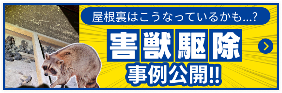 害獣駆除事例公開!!屋根裏はこうなっているかも?