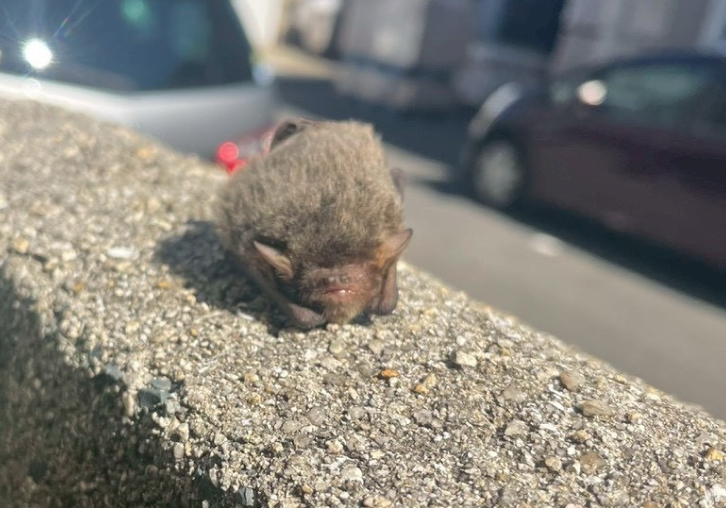 コウモリ金額について