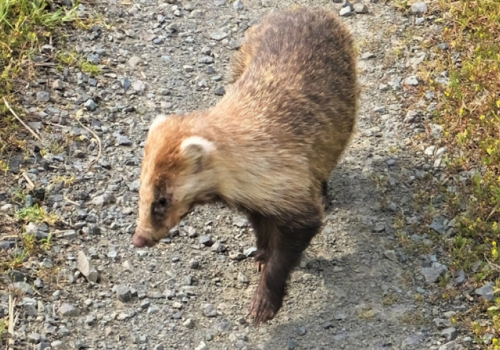 ハクビシン