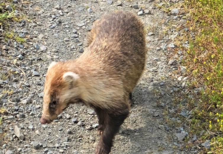 イタチ