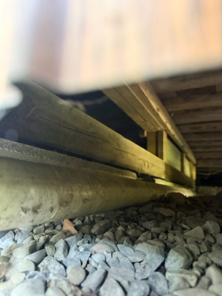 愛知県名古屋市アライグマ被害 侵入口