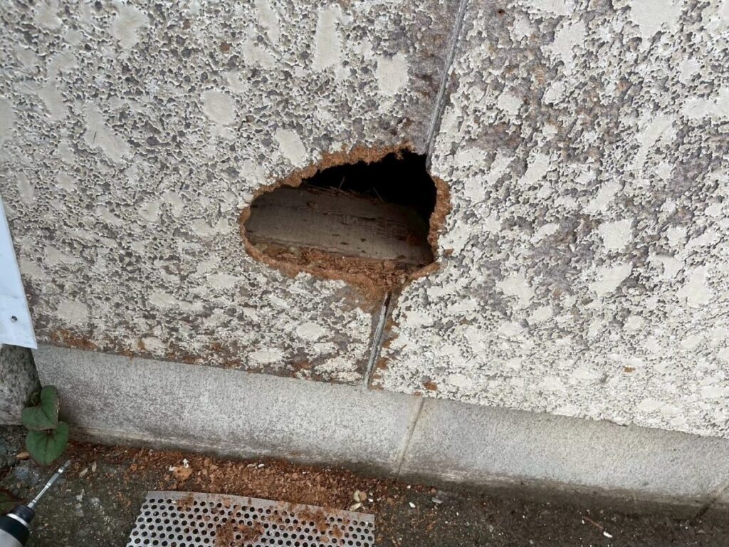 愛知県名古屋市アライグマ被害