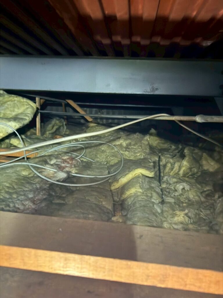 愛知県ハクビシン被害
