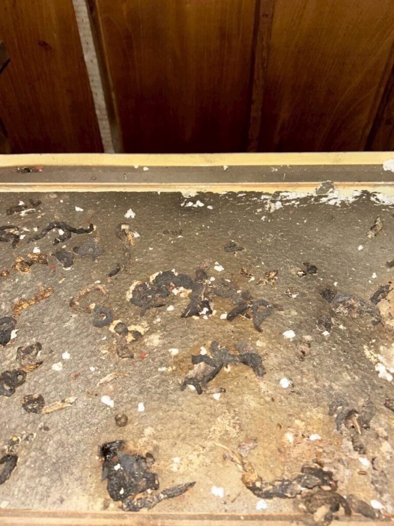 愛知県名古屋市ハクビシン被害