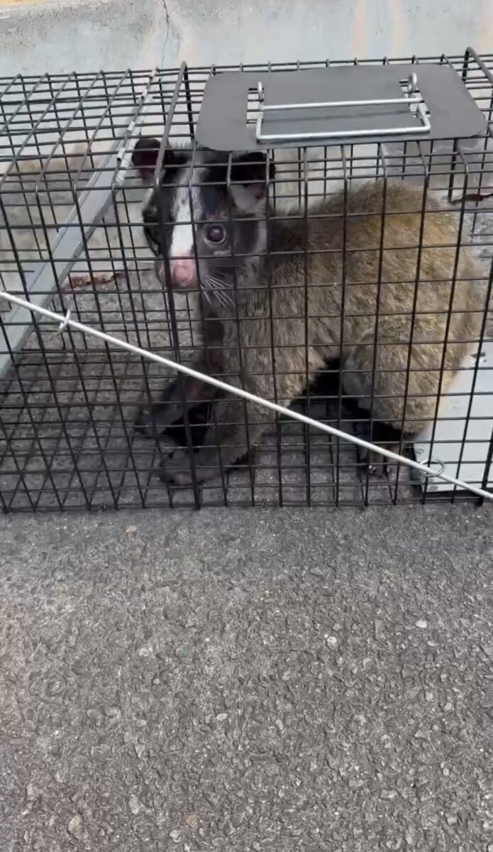 愛知県ハクビシン被害