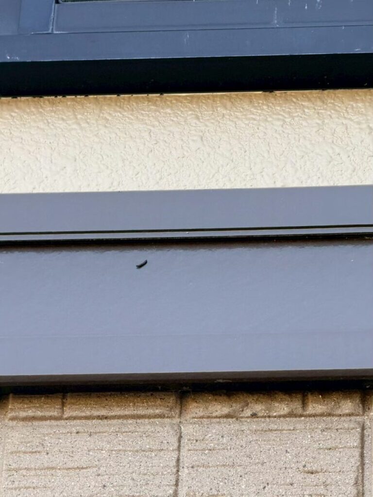 愛知県名古屋市コウモリ被害 侵入口