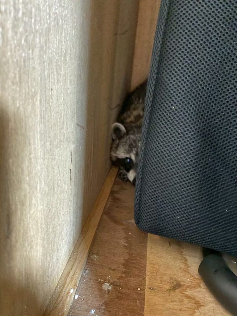 愛知県名古屋市アライグマ被害