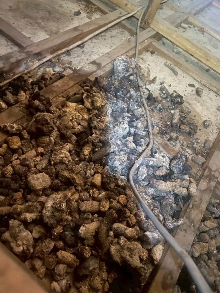 愛知県名古屋市アライグマ被害 アライグマ糞