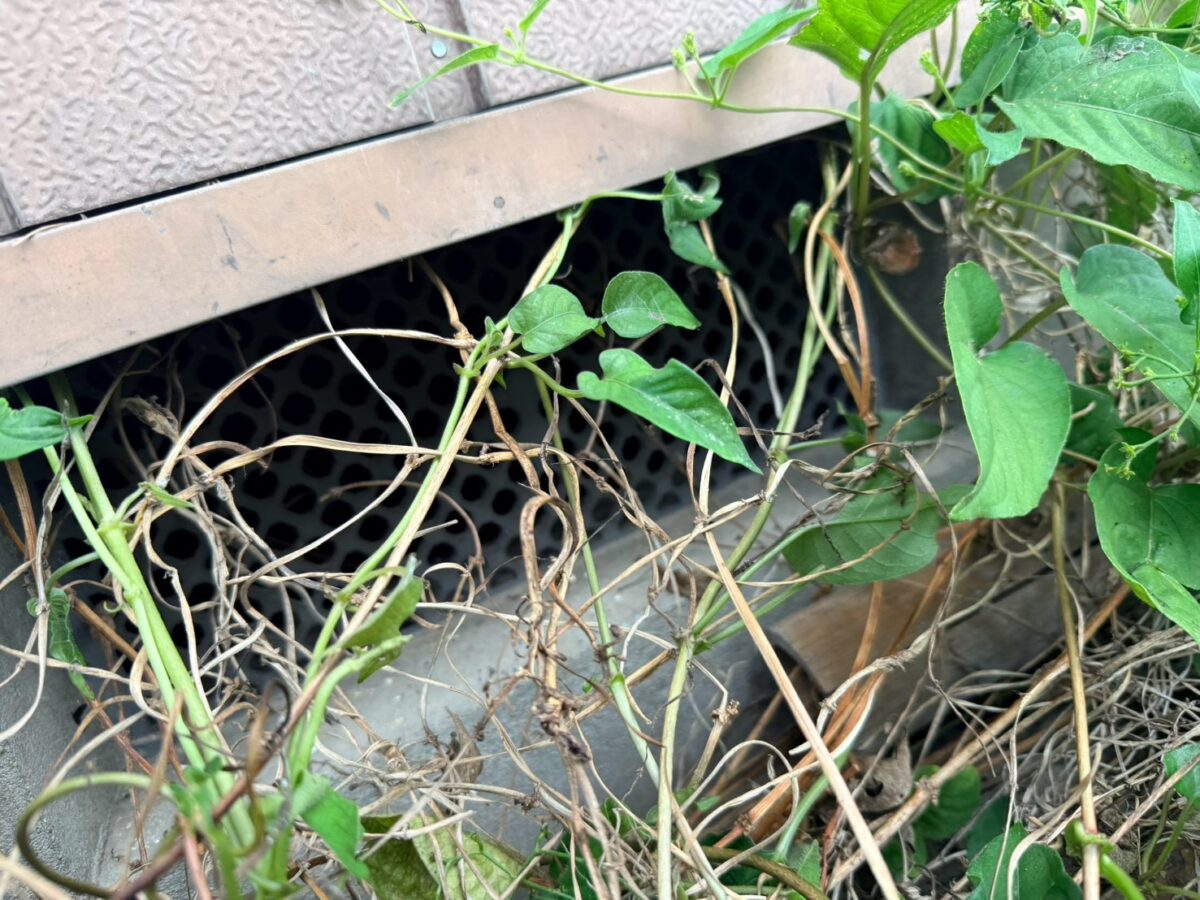 愛知県名古屋市西区 ネズミ駆除 侵入口調査