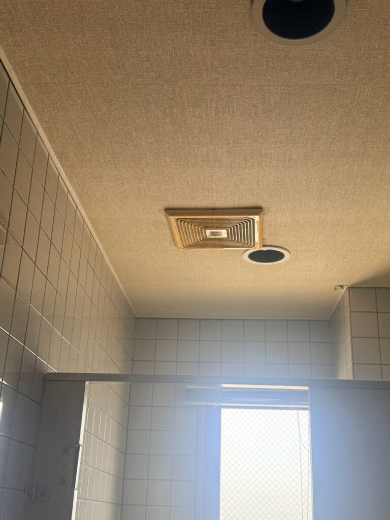 愛知県名古屋市コウモリ駆除