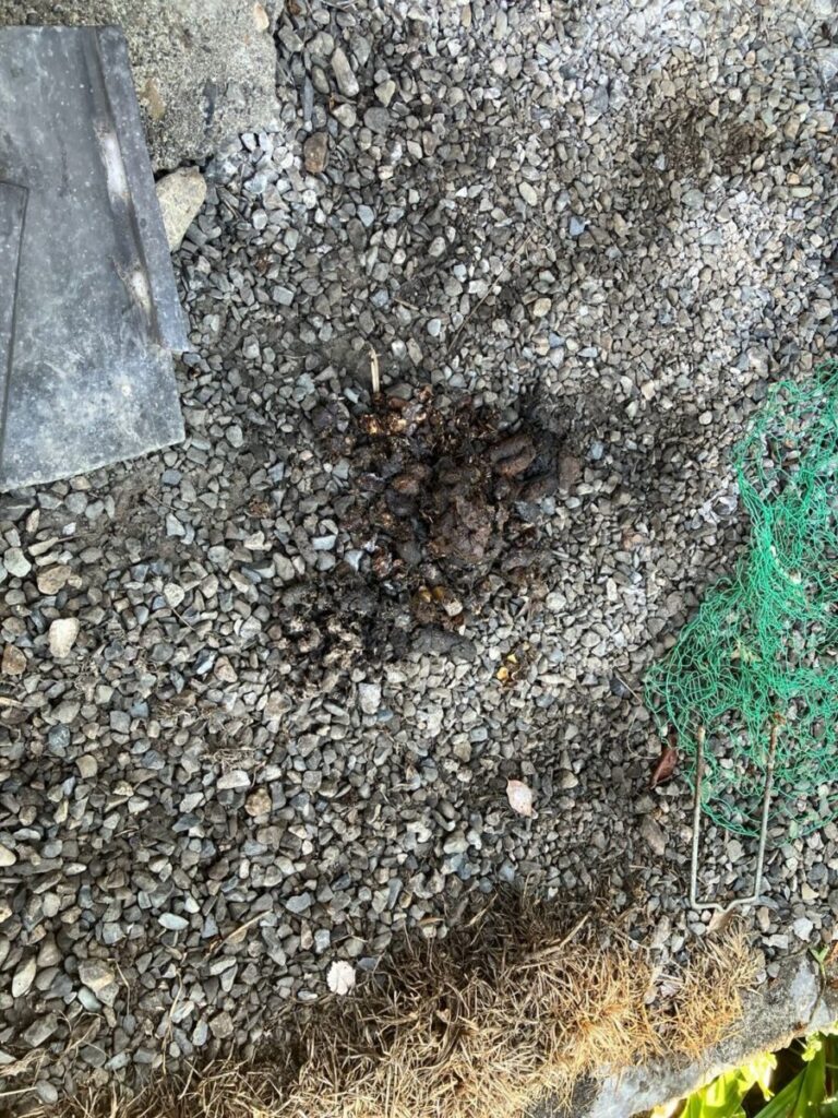 施工前：愛知県名古屋市アライグマ糞害