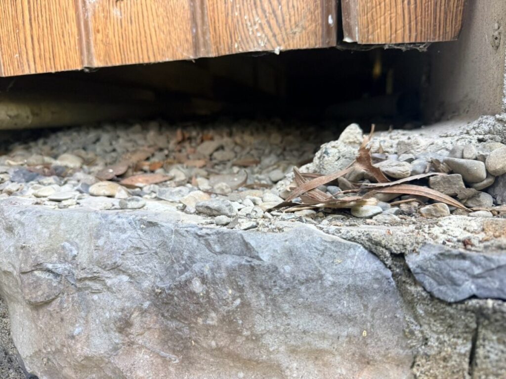 愛知県名古屋市アライグマ駆除