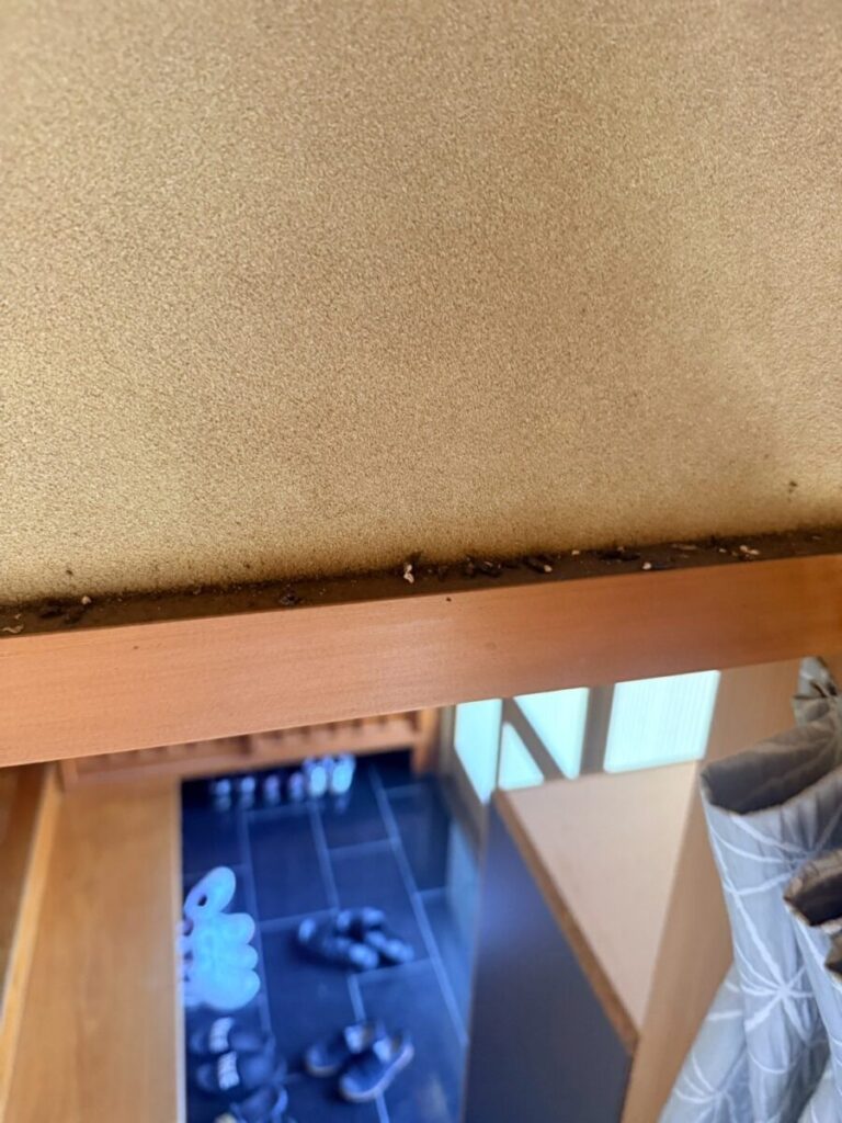 愛知県名古屋市守山区コウモリ被害
