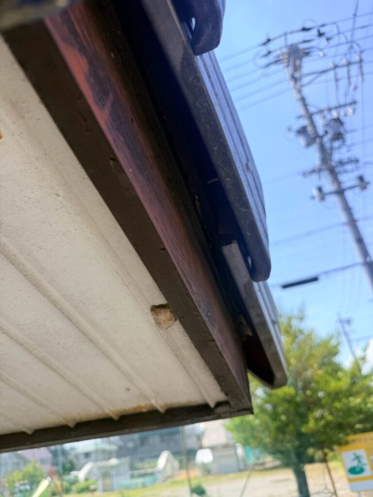 愛知県名古屋市中村区コウモリ駆除