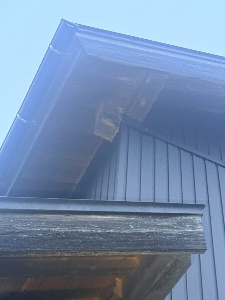 愛知県一宮市コウモリ駆除